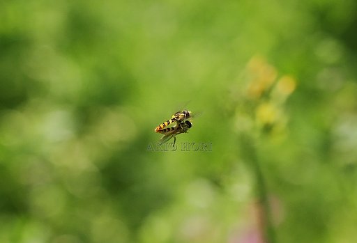 ブンブンブン、◯◯が飛ぶ♪♫♬