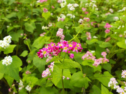 蕎麦の花に誘われて