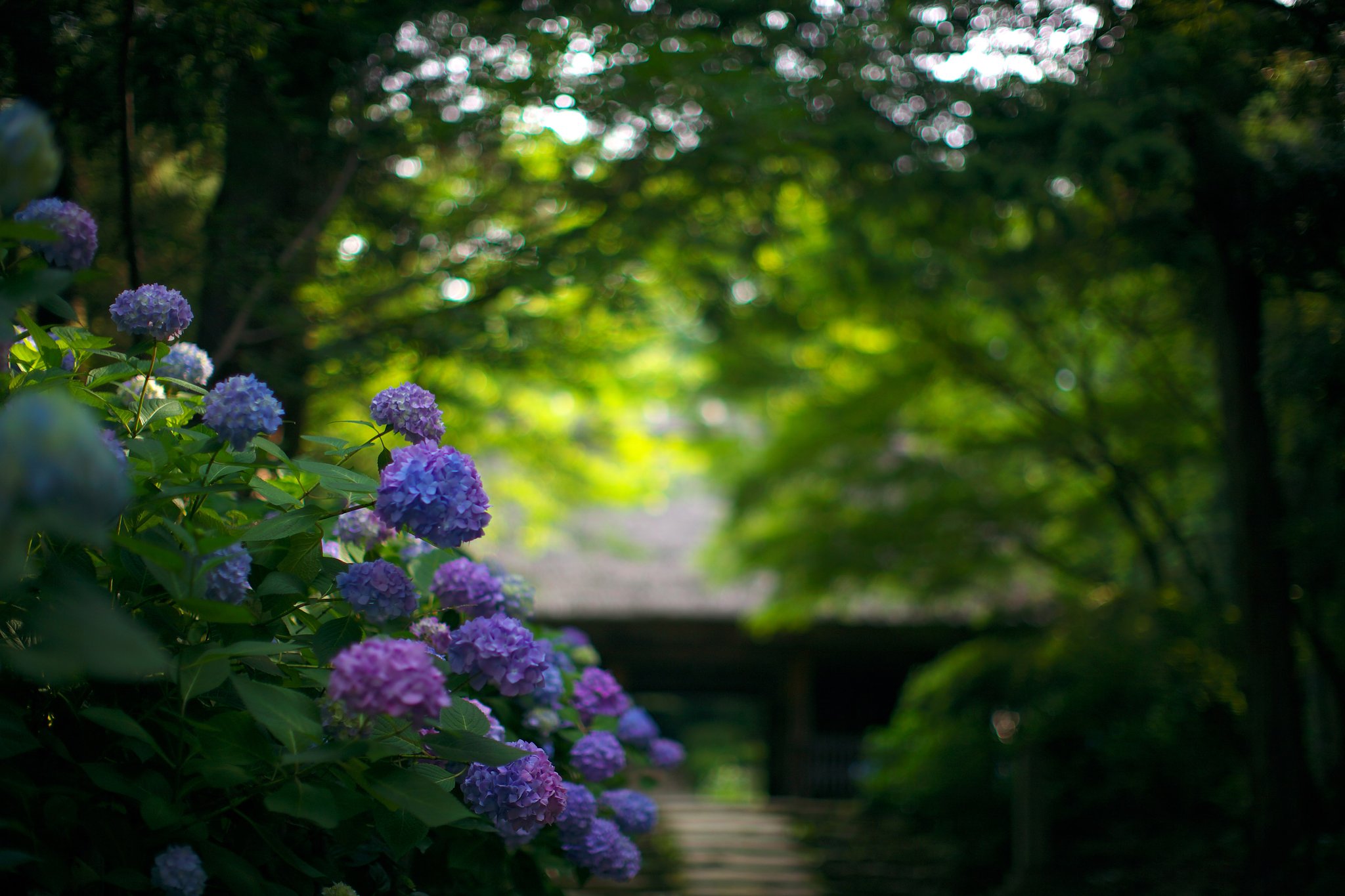 周防阿弥陀寺