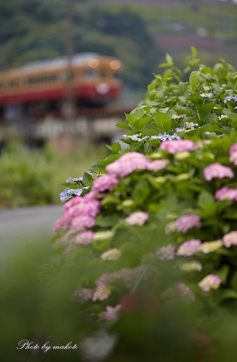 梅雨空の中を