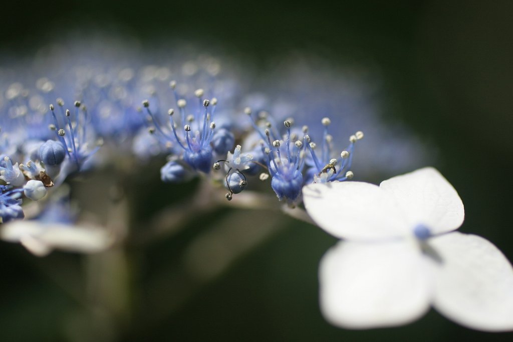 紫陽花