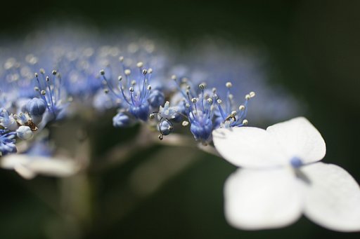 紫陽花
