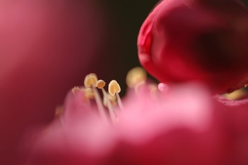 紅梅に遊ぶ３