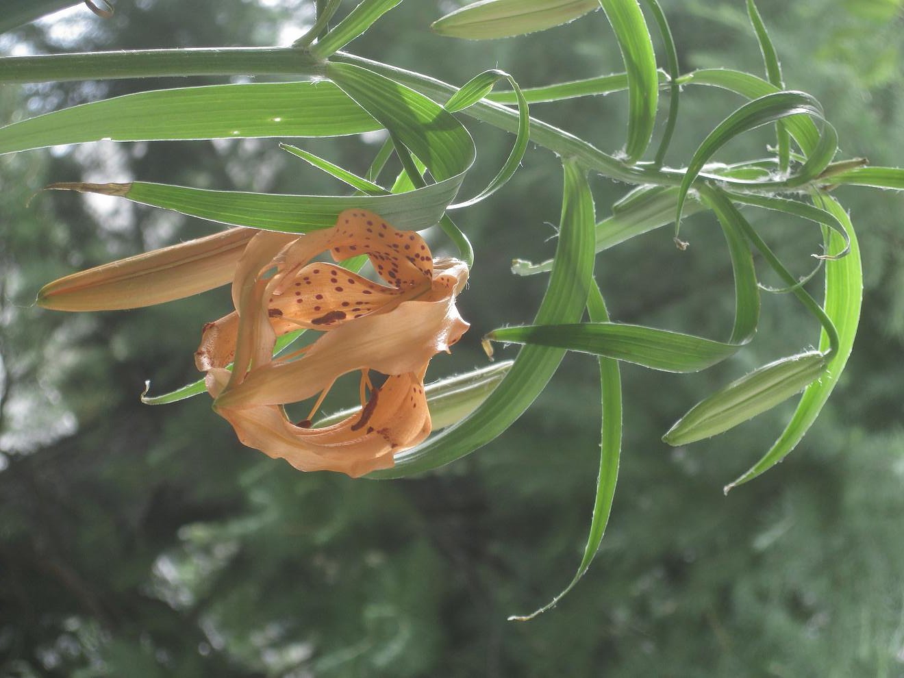 茶碗蒸しのユリネの花