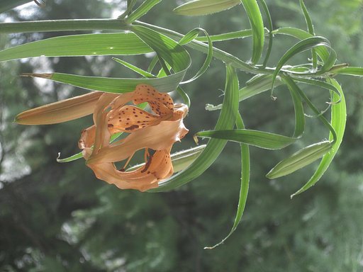 茶碗蒸しのユリネの花