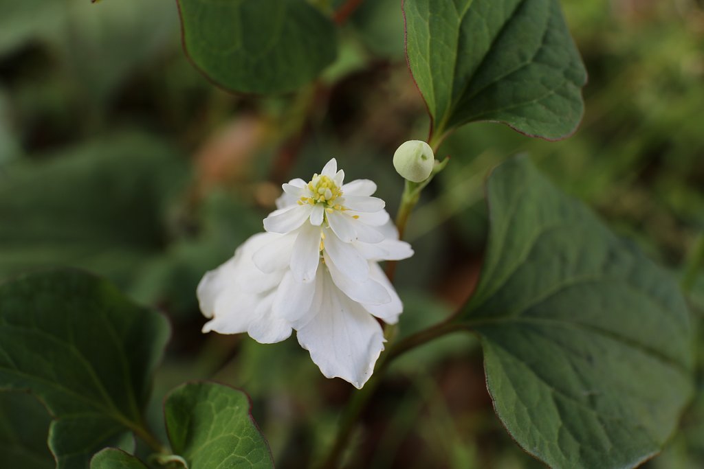 どくだみの花