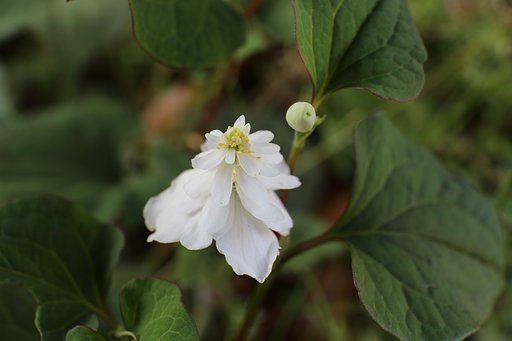 どくだみの花