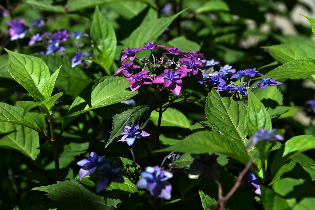 紫陽花