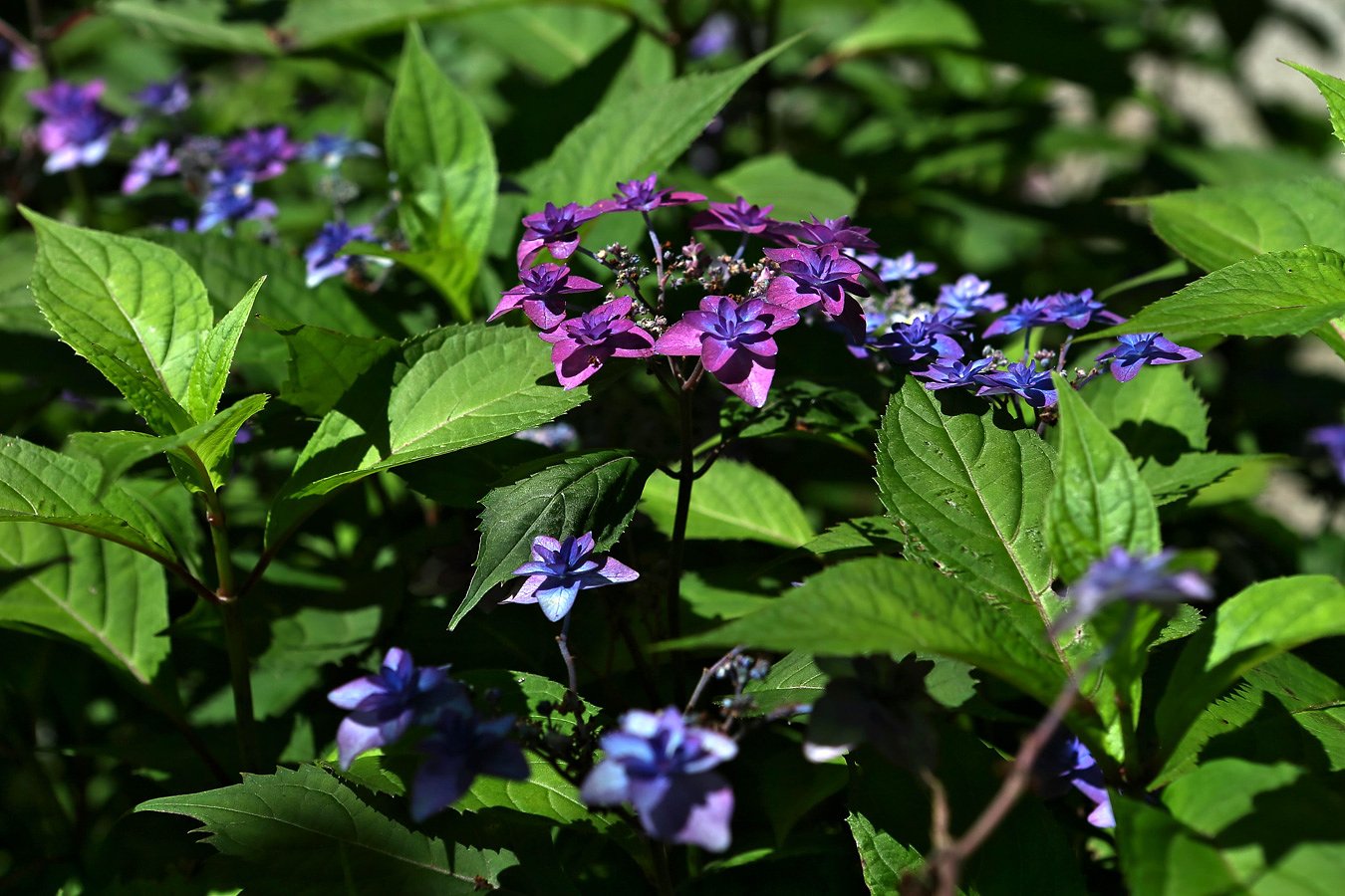 紫陽花