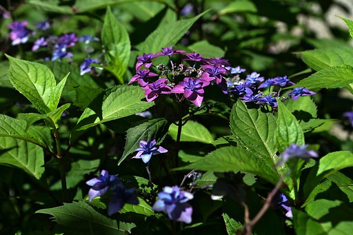 紫陽花