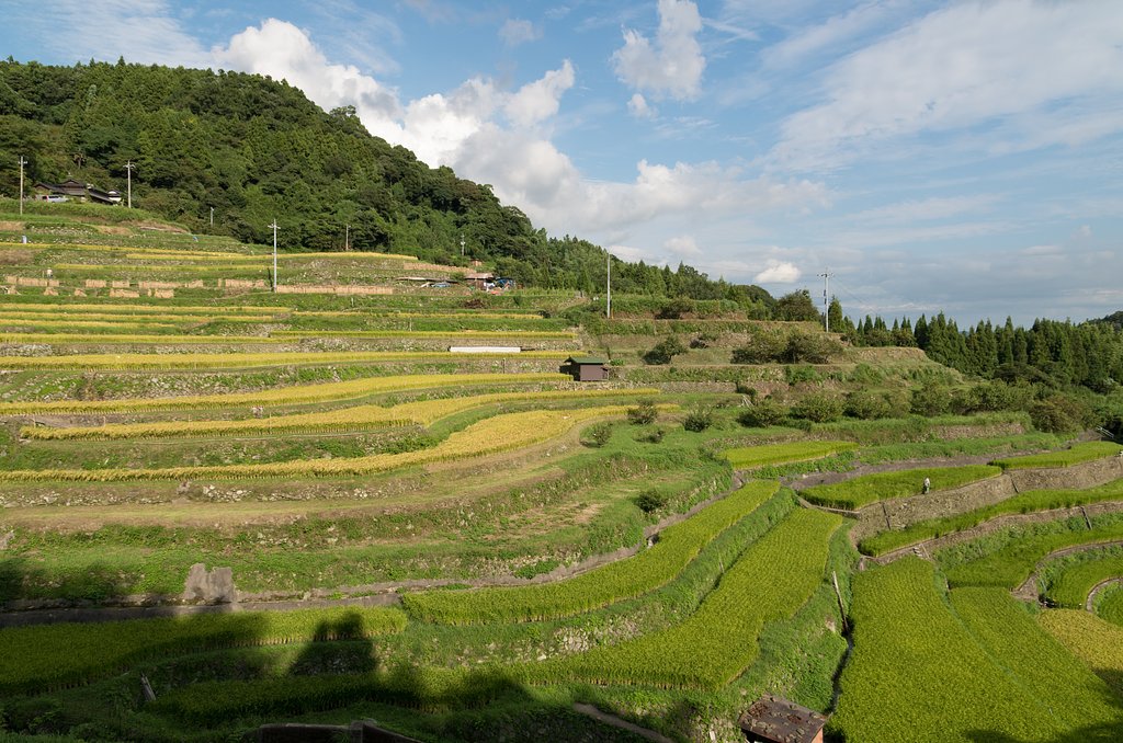 棚田２