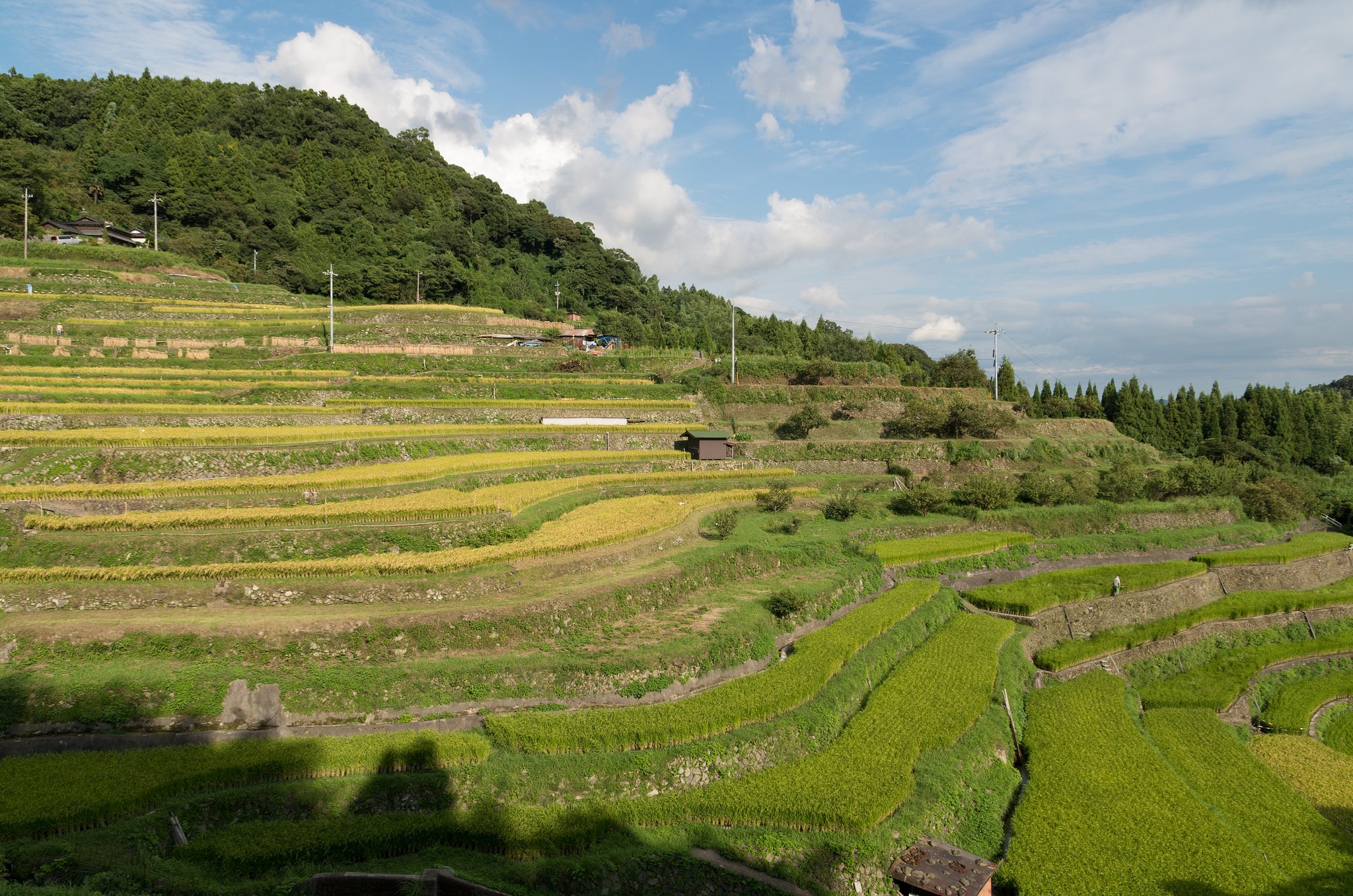 棚田２