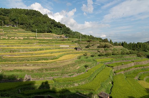 棚田２