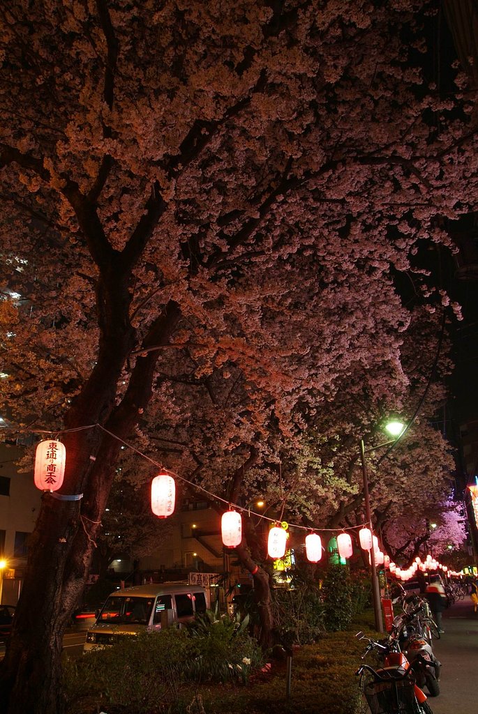 夜桜