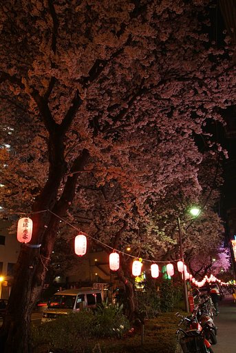 夜桜