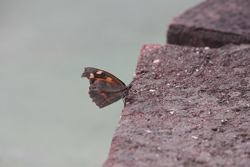 テングチョウひとり
