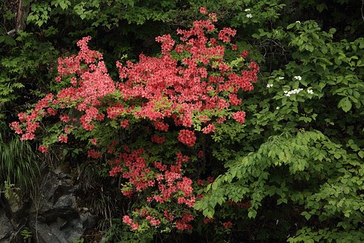 山ツツジ満開