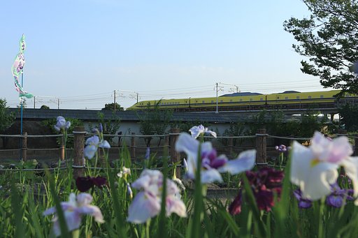 今日のイエロー