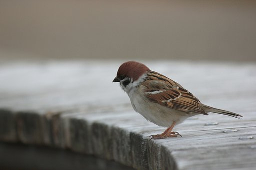 冬の雀