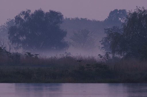 パープルの夜明け