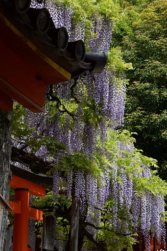 春日大社の藤