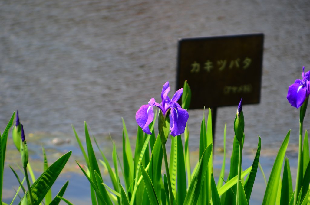 カクツバタ