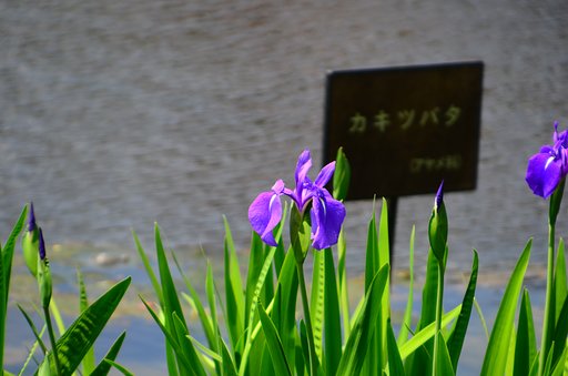 カクツバタ