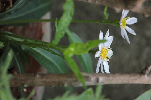 白花の都忘れ