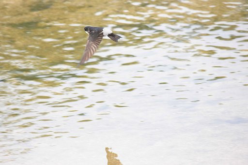 流したつもりのイワツバメ