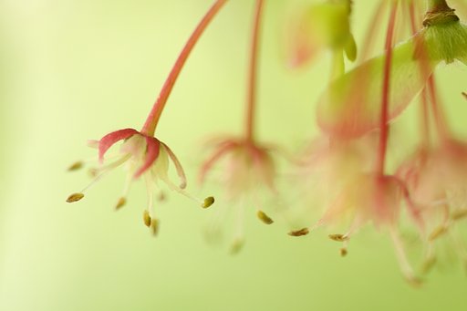 もみじ花