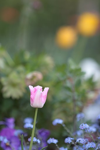 花壇のようなもの　其の弐