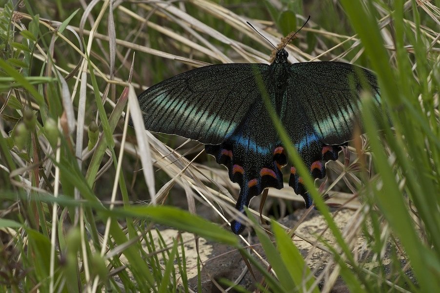 ミヤマカラスアゲハ雌？