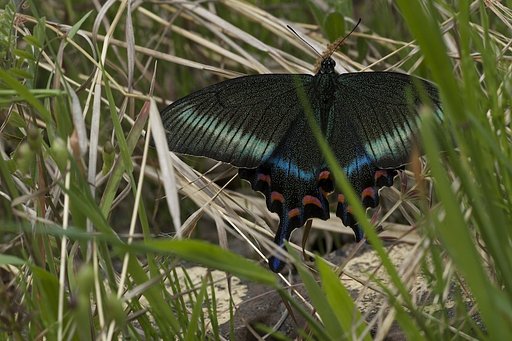 ミヤマカラスアゲハ雌？