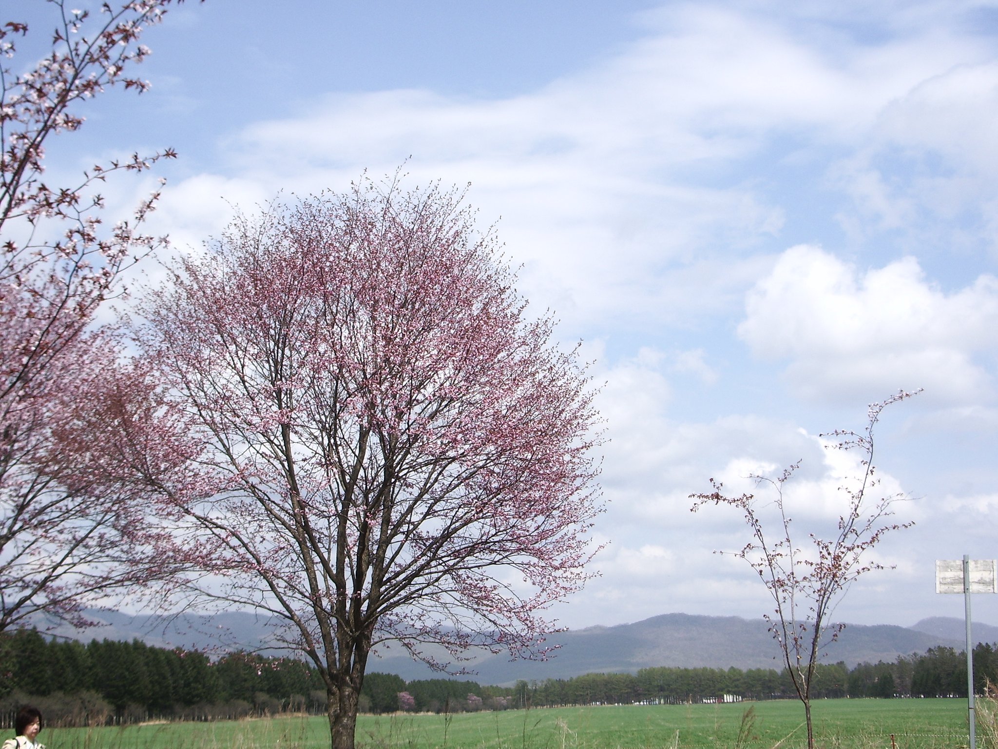 桜