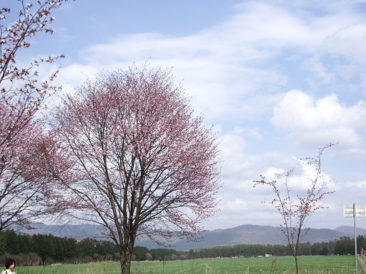 桜