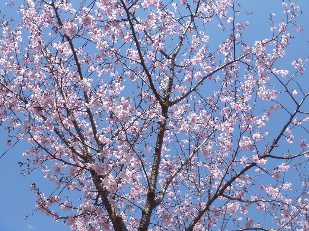 桜