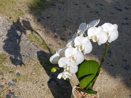 【影】胡蝶蘭