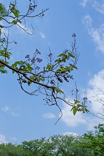桐の花