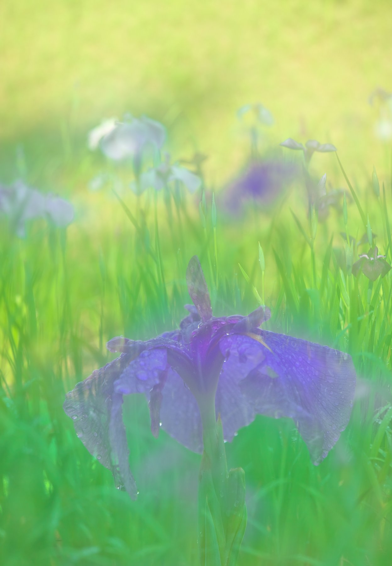 花菖蒲