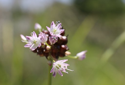 線香花火