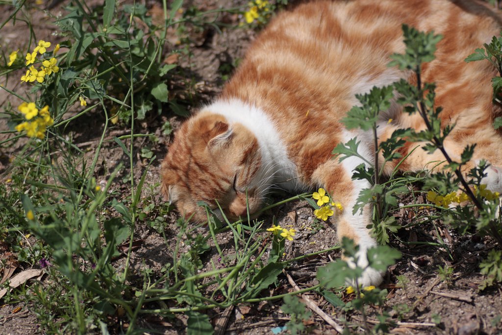 菜の花と猫