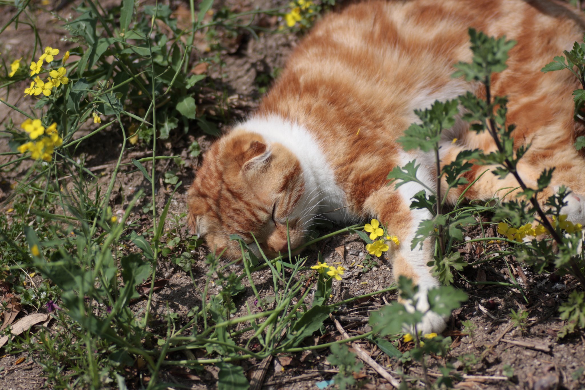 菜の花と猫