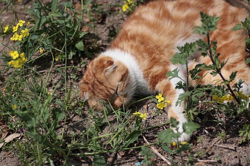 菜の花と猫