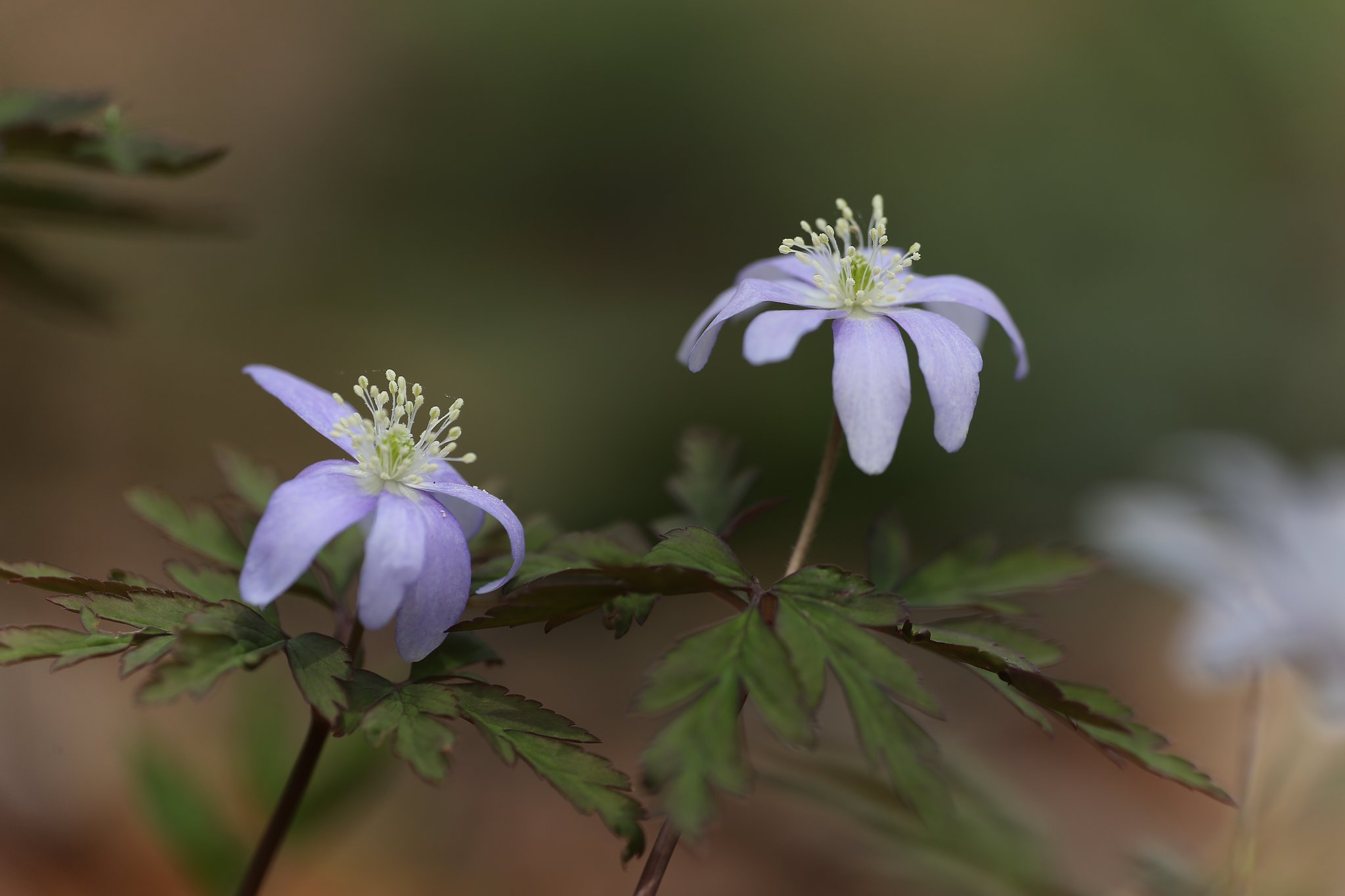 岩手にて（その３）：キクザキイチゲ