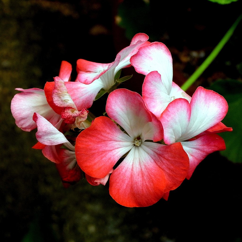 GXR　S10のテスト3 