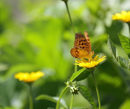 蜜を吸う間もなしに
