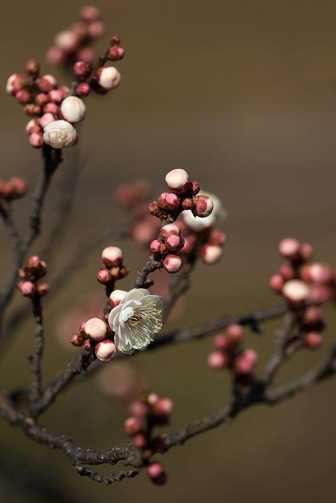 EF180mm F3.5 L Macro
