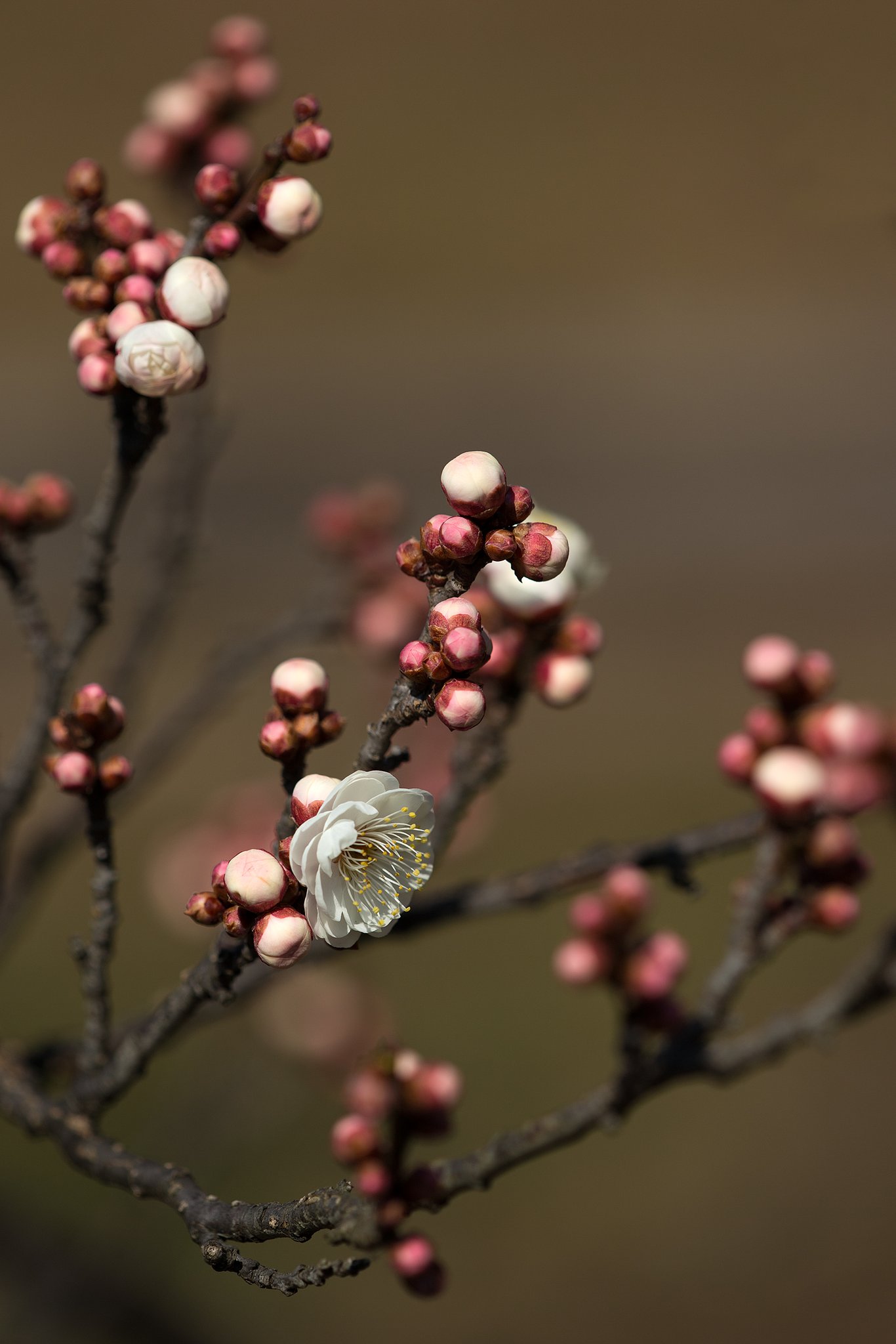 EF180mm F3.5 L Macro