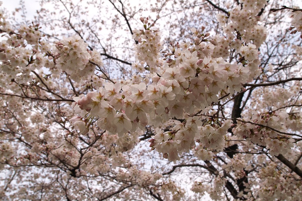 満開