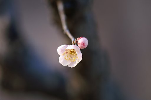 MINOLTA 200/4Macro